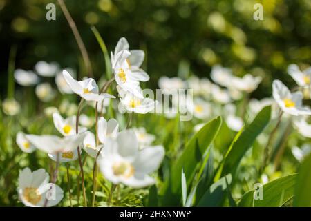 Beautiful field anemone wildflowers in sunlight. Spring forest landscape with fresh wind ceiling outdoors. Nature and ecology environment concept. Stock Photo