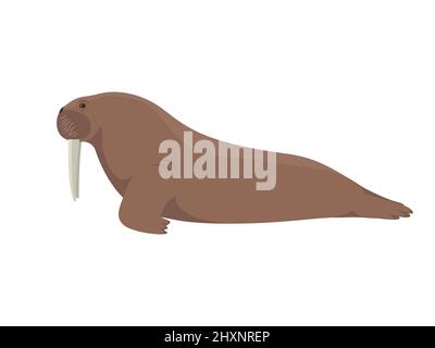Walrus pinniped. Vector illustration of a large sea animal walrus with tusks isolated on white background. Side view, profile. Stock Vector