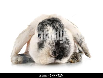 young Lop rabbit rhoen  in front of white background Stock Photo