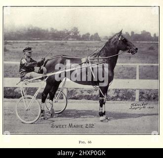 Harness racing, Sulky Racing, Horse Gig Racing, on the beach. Gypsy ...