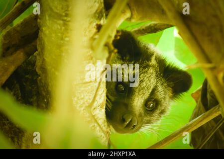 A rare creature looking at the camera from the tree.The masked palm civet (Paguma larvata) Stock Photo