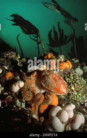 Curled octopus (Eledone cirrhosa) settled on a reef, UK. Stock Photo