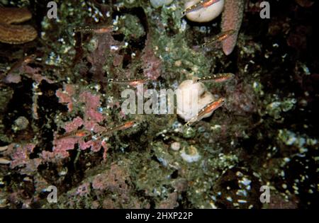 Two-spotted goby (Gobiusculus flavescens) group in front of a reef, UK. Stock Photo