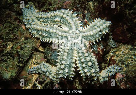 Spiny starfish (Marthasterias glacialis) Channel Islands, English Channel. Stock Photo