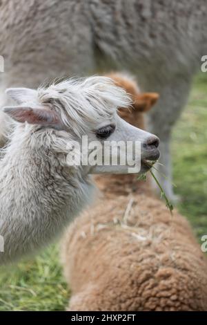 Young Alpaca Lama pacos portrait, animal in the family: Camelidae, native region: central and southern Andes from Peru to Argentina. Stock Photo