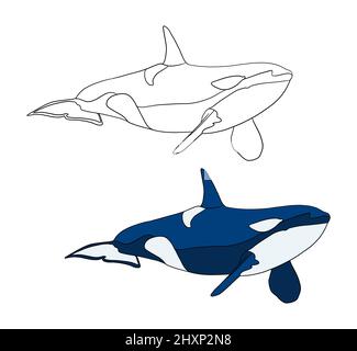 Illustration for a coloring book in color and black and white. Drawing of a orca on a white isolated background. High quality illustration Stock Photo