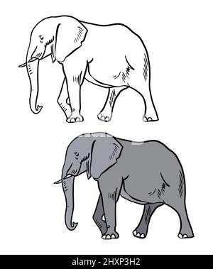 Illustration for a coloring book in color and black and white. Drawing of a elephant on a white isolated background. High quality illustration Stock Photo