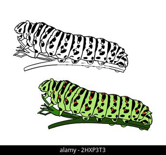 Illustration for a coloring book in color and black and white. Drawing of a caterpillar on a white isolated background. High quality illustration Stock Photo
