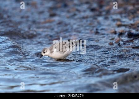 Sanderling, Calidris alba, feeding, on beach, Morecambe Bay, Lancashire, UK Stock Photo