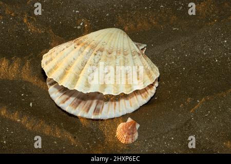 An iconic free swimming bivalve, the Great Scallop lives in sandy areas below low-tide levels. With distinctive square hinges they are over fished Stock Photo