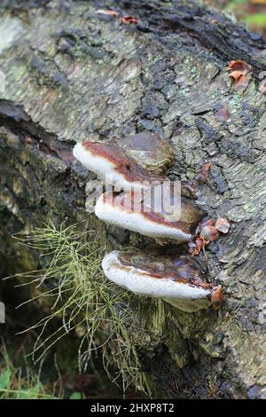Fomitopsis pinicola, a stem decay fungus, known as the red belt conk or red-belted bracket fungus, wild polypore from Finland Stock Photo