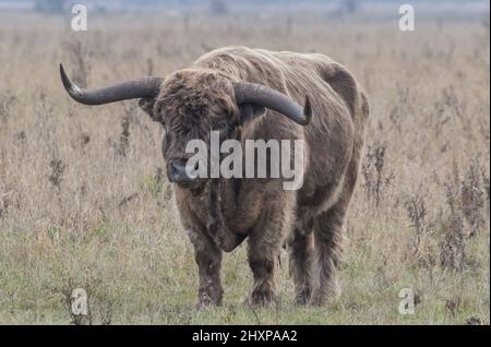 A large Highland Bul standing looking at the camera.. He has enormous horns and is used for conservation grazing in the Cambridgeshire Fens. UK Stock Photo