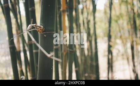 Closeup shot of thin tree trunks and bamboo stalks in a forest Stock Photo