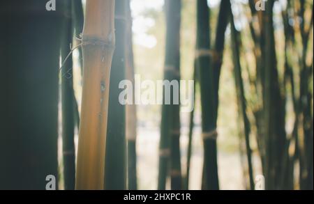 Closeup shot of thin tree trunks and bamboo stalks in a forest Stock Photo