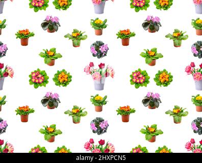 Large seamless pattern fresh violets and tulips isolated on white background. Stock Photo