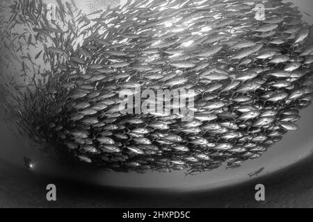 A diver admires in awe a big aggregation of jack fishes in the waters of Cabo Pulmo Marine National Park, where marine biomass has increased exponenti Stock Photo