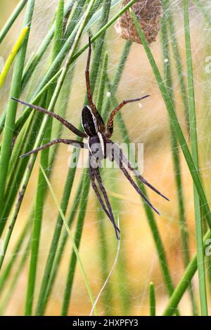 Nest of a Jesus spider, the biggest and most poisonous of European spiders Stock Photo