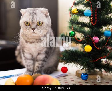 Cat sits under the Christmas tree with books and glasses Stock Photo