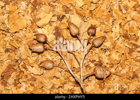 Virginia tobacco and tobacco seeds Stock Photo