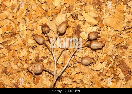 Virginia tobacco and tobacco seeds Stock Photo