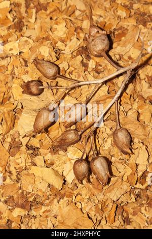 Virginia tobacco and tobacco seeds Stock Photo