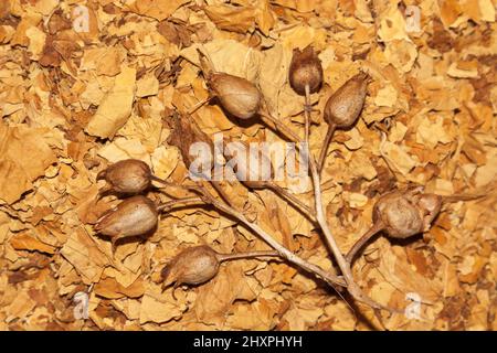 Virginia tobacco and tobacco seeds Stock Photo