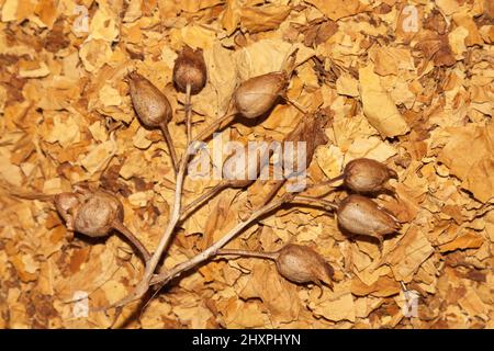 Virginia tobacco and tobacco seeds Stock Photo