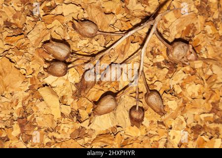 Virginia tobacco and tobacco seeds Stock Photo