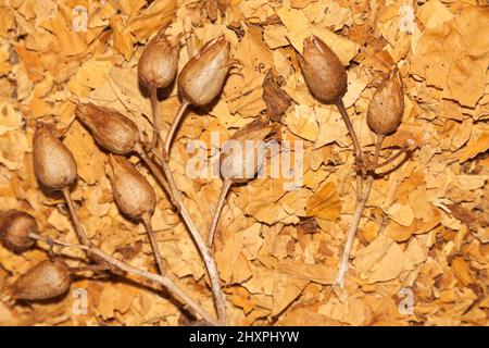 Virginia tobacco and tobacco seeds Stock Photo