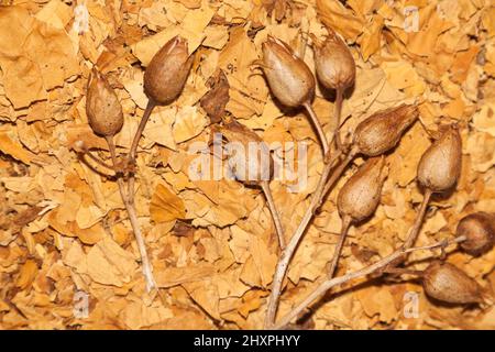 Virginia tobacco and tobacco seeds Stock Photo