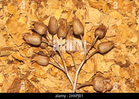 Virginia tobacco and tobacco seeds Stock Photo