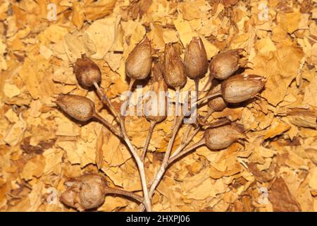 Virginia tobacco and tobacco seeds Stock Photo