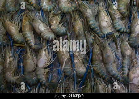 Macrobrachium rosenbergii palaemonid, giant river prawn or giant freshwater shrimp. Stock Photo