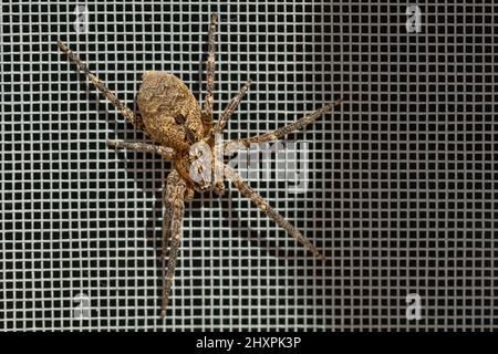 Zoropsis spinimana, Mediterranean Spiny False Wolf Spider Stock Photo