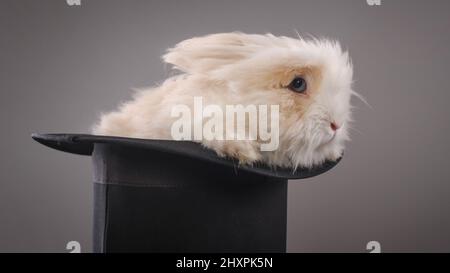 Magic hat with beautiful white rabbit. Close up Stock Photo