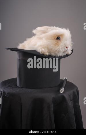 Magic hat with beautiful white rabbit. Close up Stock Photo