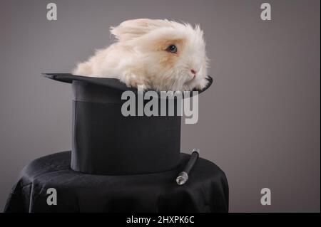 Magic hat with beautiful white rabbit. Close up Stock Photo