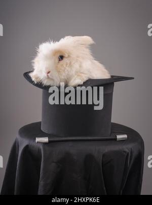 Magic hat with beautiful white rabbit. Close up Stock Photo