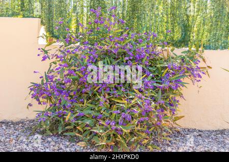 Hardenbergia violacea, False sarsaparilla Plant in Flower Stock Photo