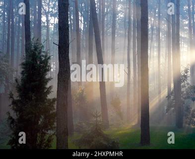Misty woodland landscape with shafts of light in Polish forest near Warsaw Stock Photo