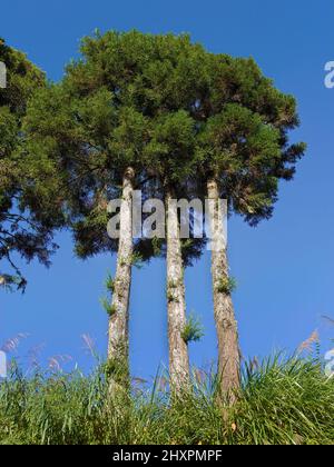 3 trunks trees discussing in the natural park under the bright blue sky Stock Photo