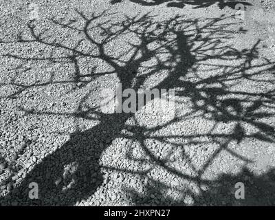 Tree branches shade and shadow in gray color on the ground Stock Photo