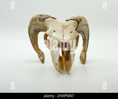 Ram skull isolated on white background Stock Photo