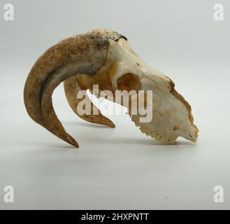 Ram skull isolated on white background Stock Photo