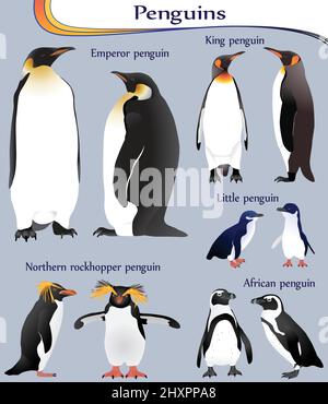 Collection of different species of penguins in colour image: emperor, king, little, african, northern rockhopper Stock Vector