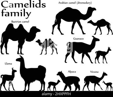 Collection of different species of mammals of camel family, adults and cubs, in silhouette: bactrian camel, arabian camel (dromedary), llama, alpaca, Stock Vector