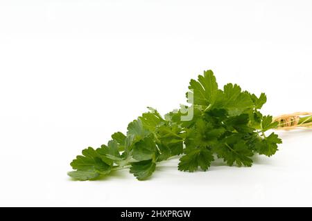 Sprig of fresh parsley isolated on white background, Petroselinum Crispum Stock Photo