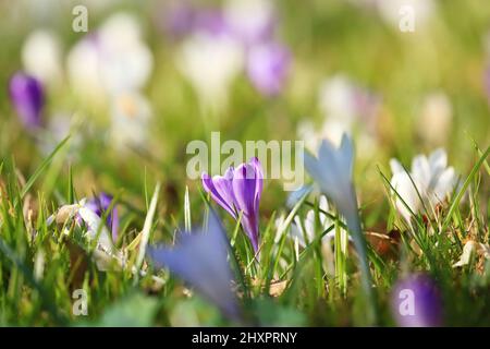 Spring flowers on meadow in beautiful sunny day Stock Photo