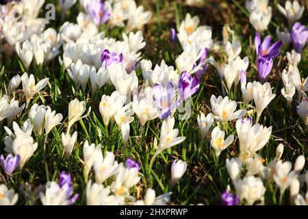 Saffron flowers on meadow in spring Stock Photo