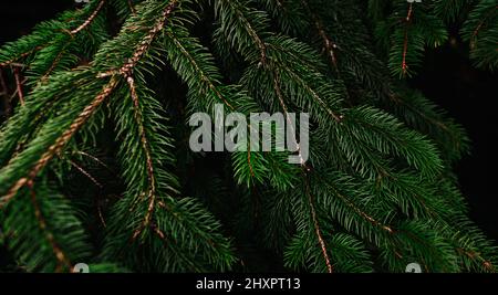 Green pine tree leaves and branches on dark background in the forest. Dark green leaf background. Green needle pine tree. Christmas pine tree Stock Photo